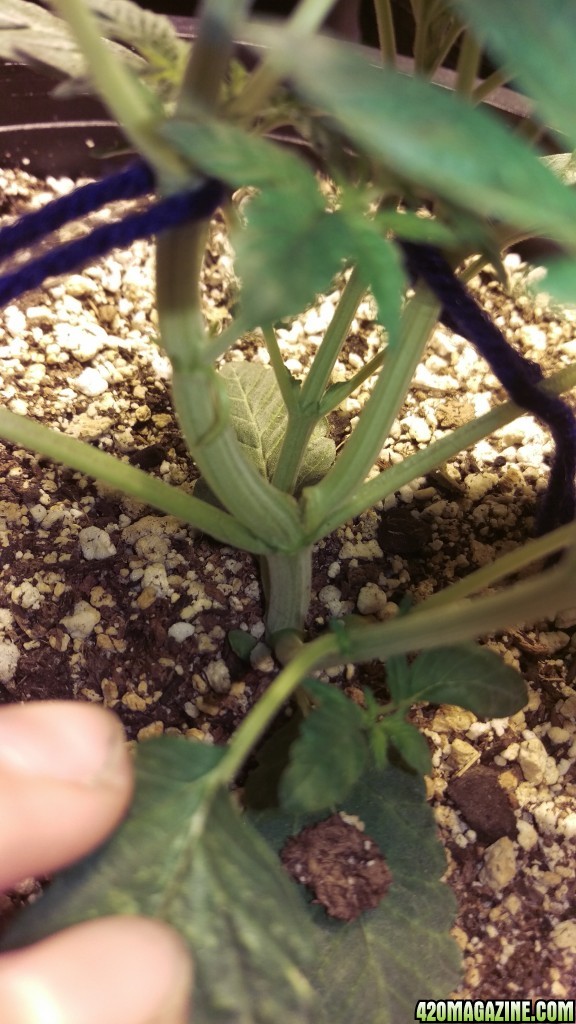 grow1 9/4