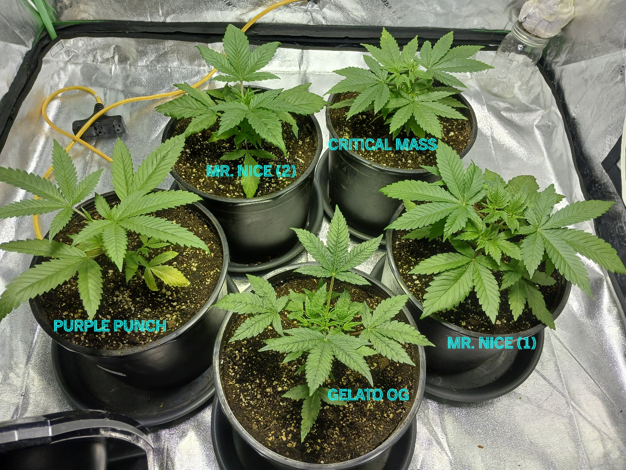 Grow17_Tent_day41.jpg