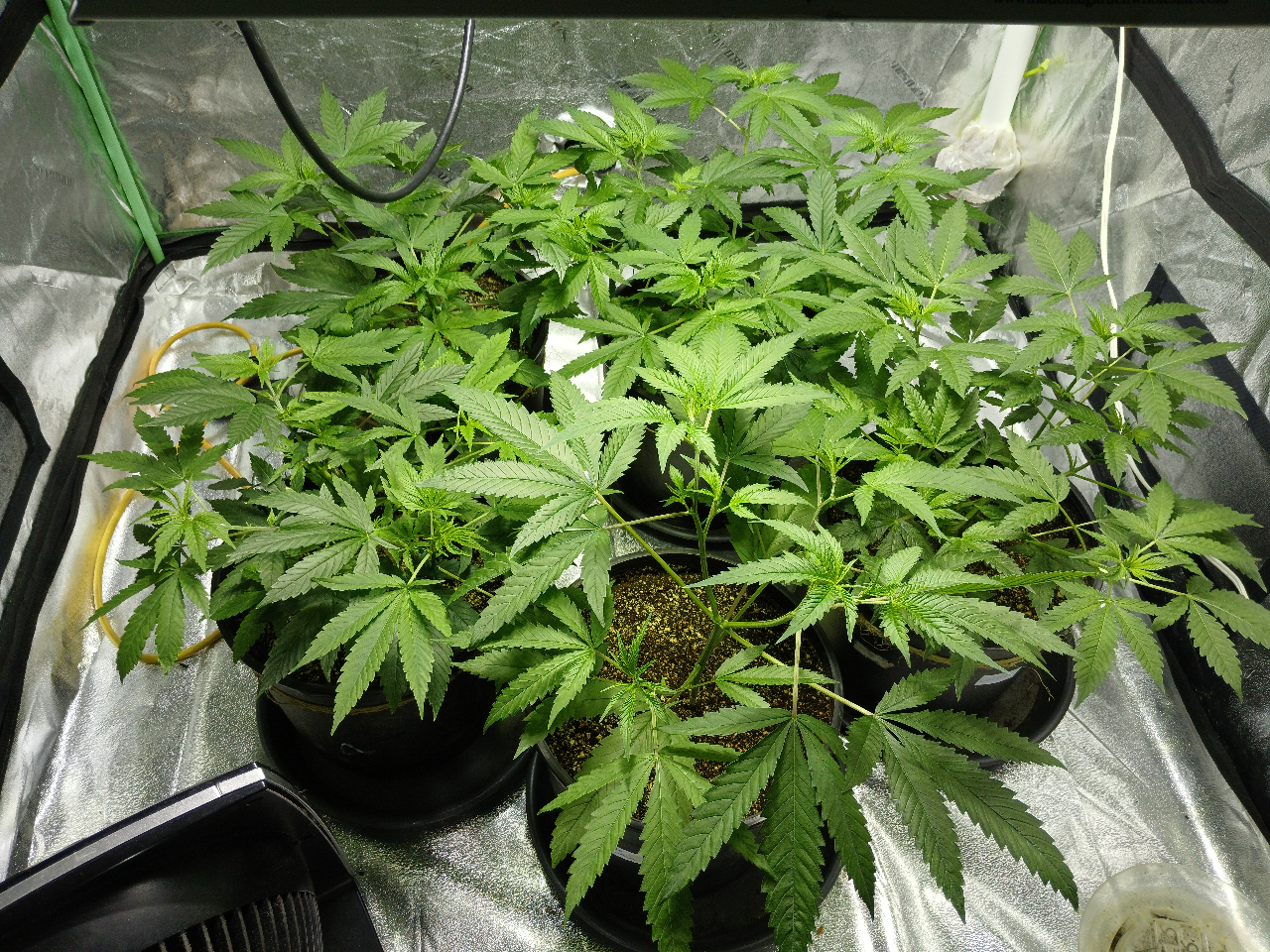 Grow17_Tent_day56.jpg