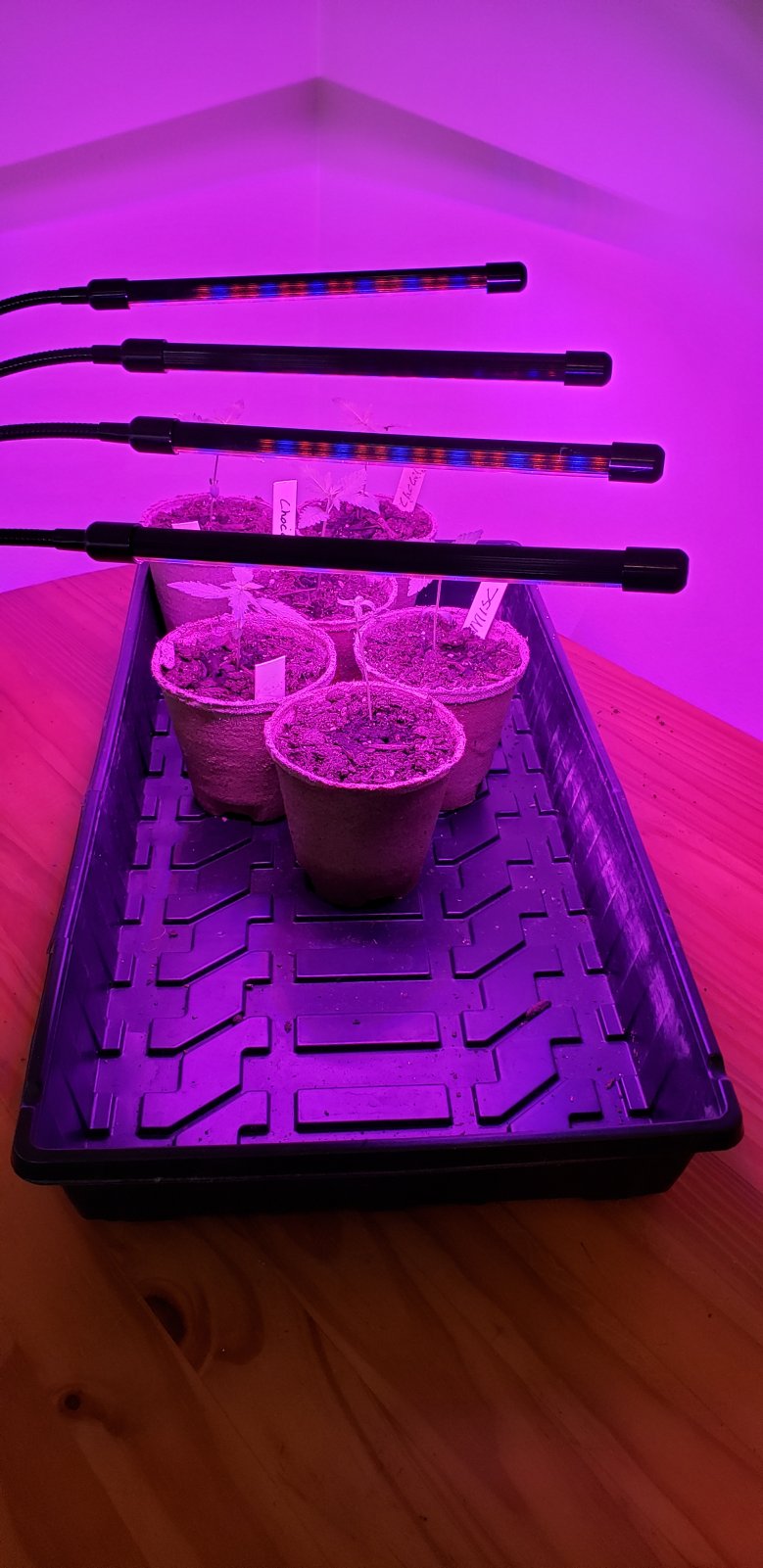 Grow1_04282021.jpg