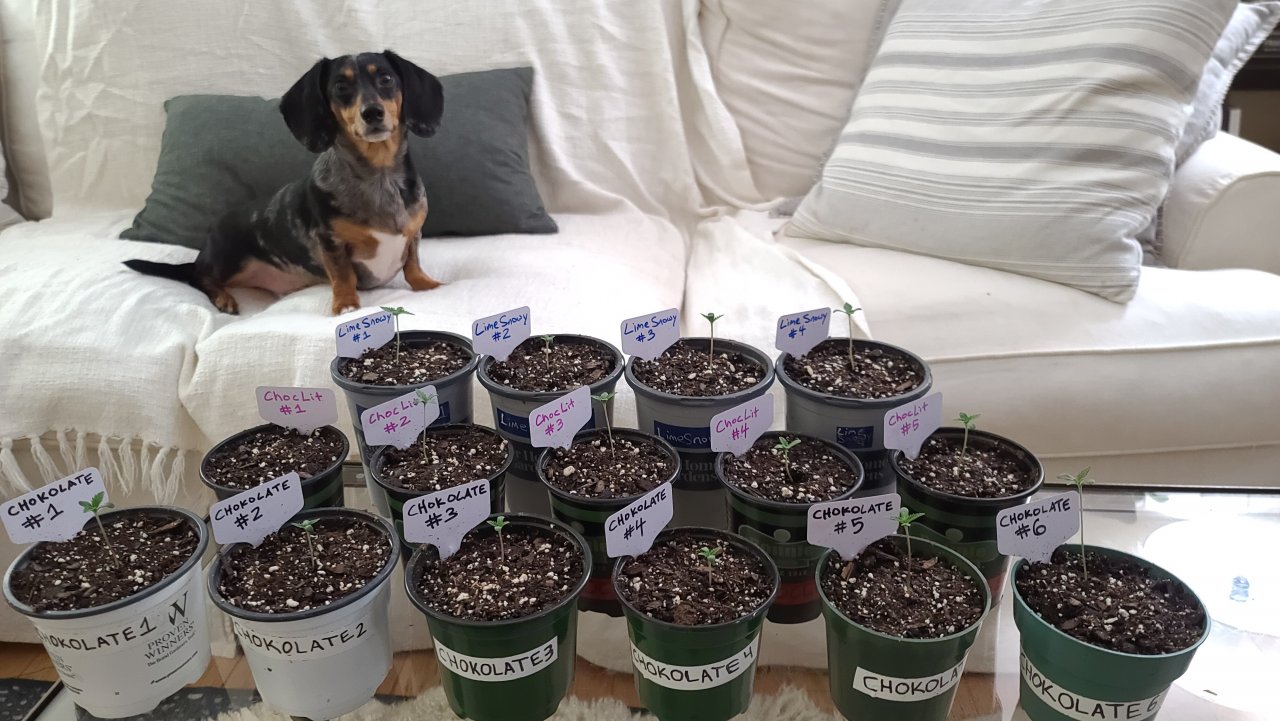 Grow2.22PropagationResult.jpg