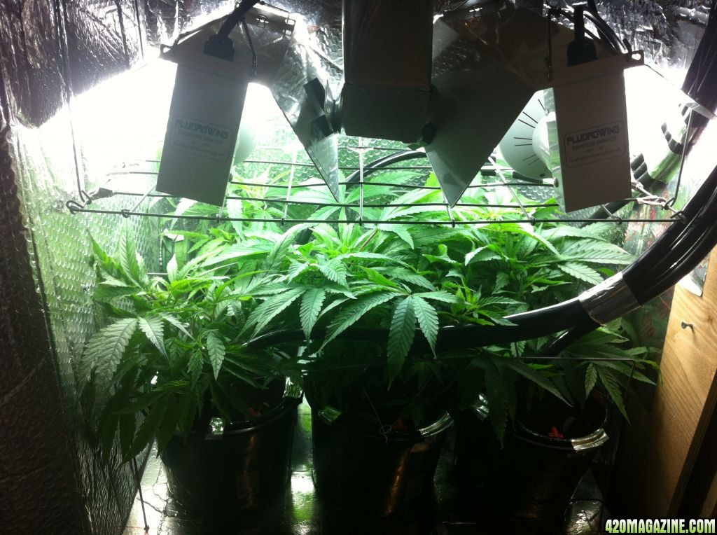 grow2_day_36-17-01182012_