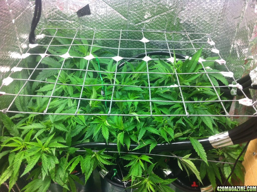 grow2_day_40-21-01222012_