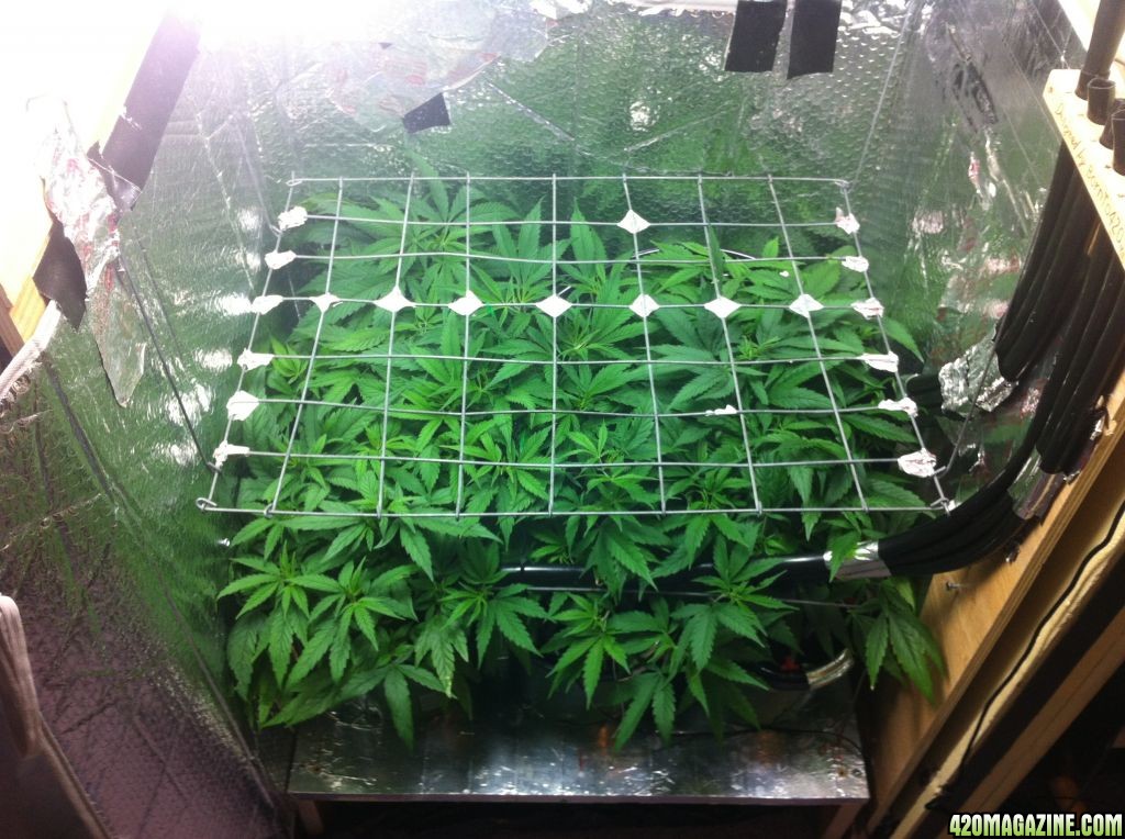 grow2_day_42-23-01242012_