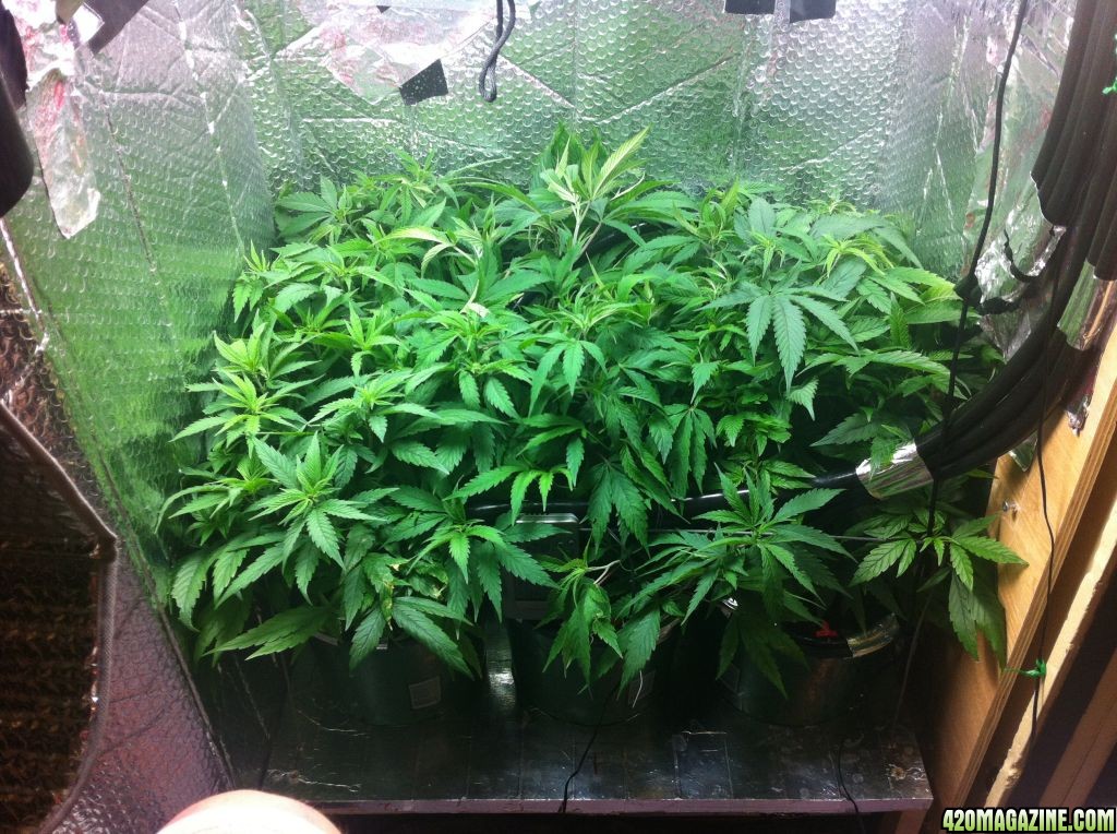 grow2_day_45-26-01272012