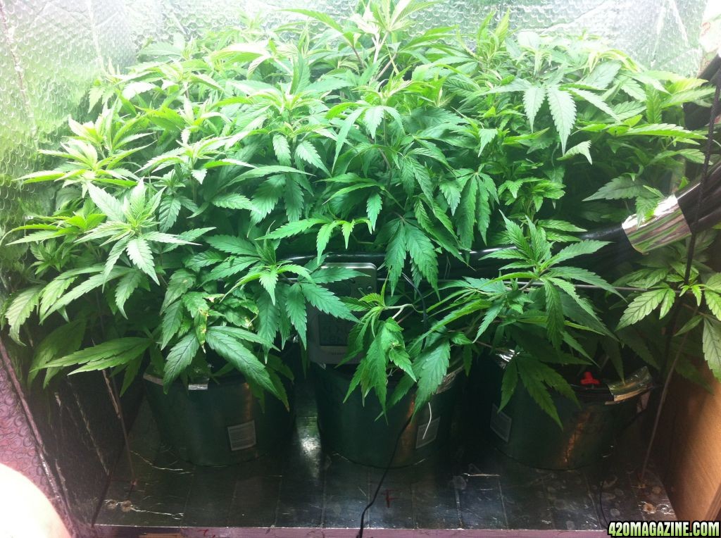 grow2_day_45-26-01272012