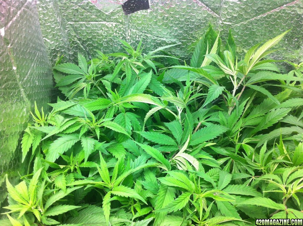 grow2_day_45-26-01272012