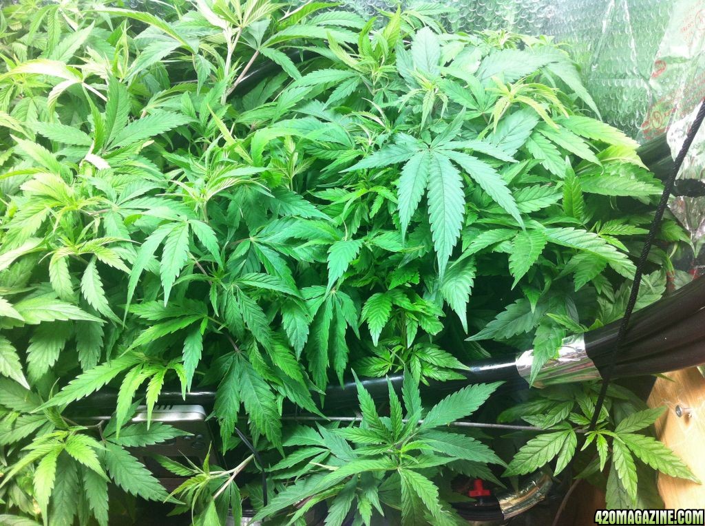 grow2_day_45-26-01272012