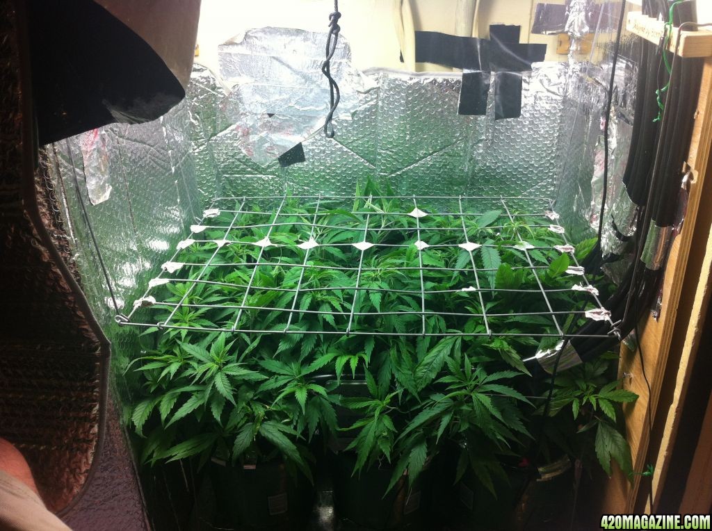 grow2_day_45-26-01272012