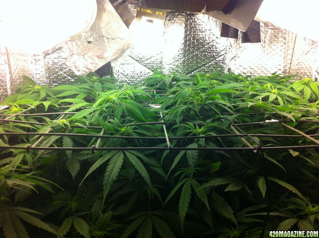 grow2_day_56_37_10_02072012_Flower