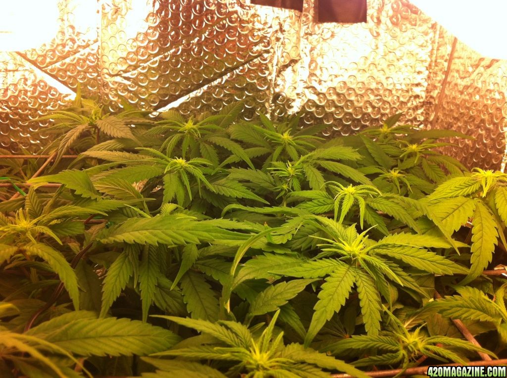 grow2_day_56_37_10_02072012_Flower