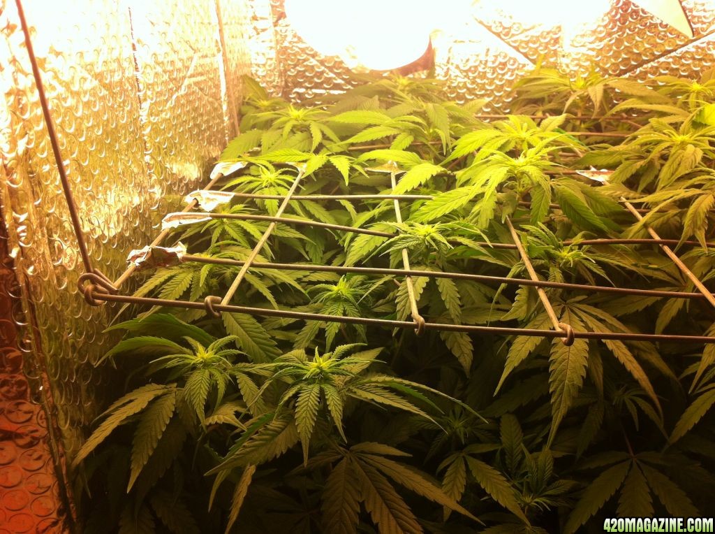 grow2_day_56_37_10_02072012_Flower