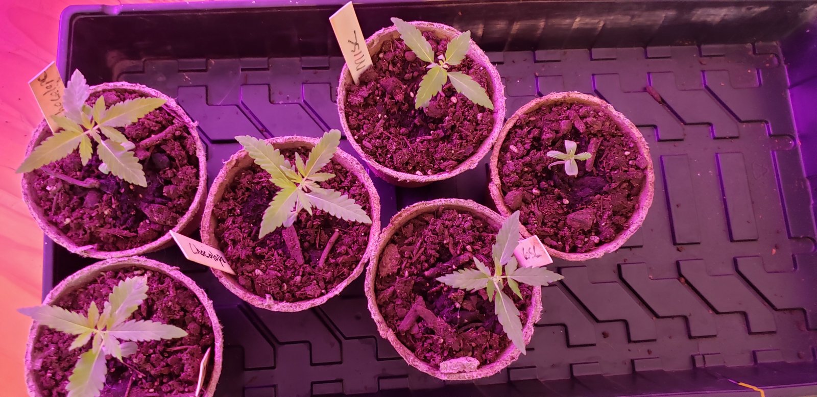 Grow3_04282021.jpg