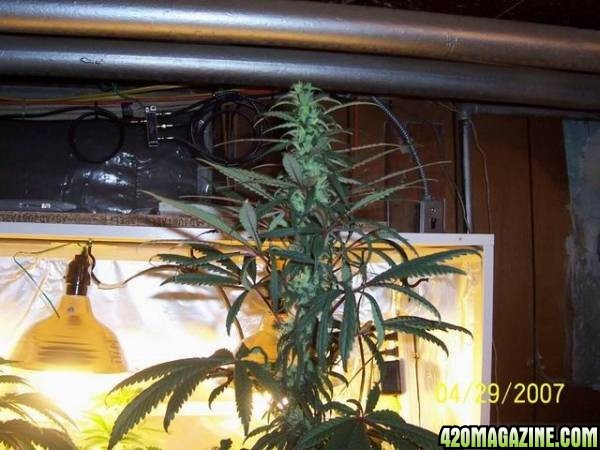 grow42907_003