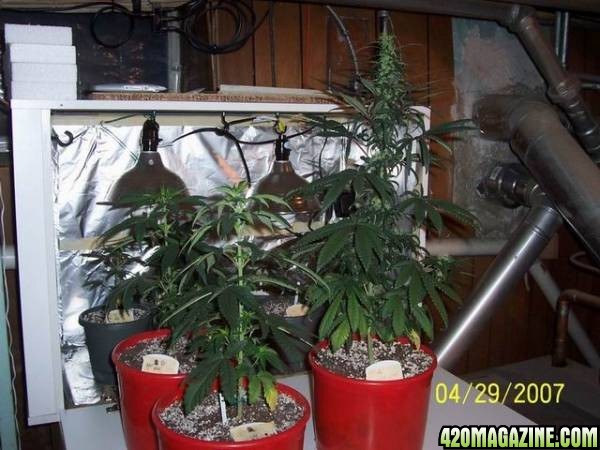 grow42907_006