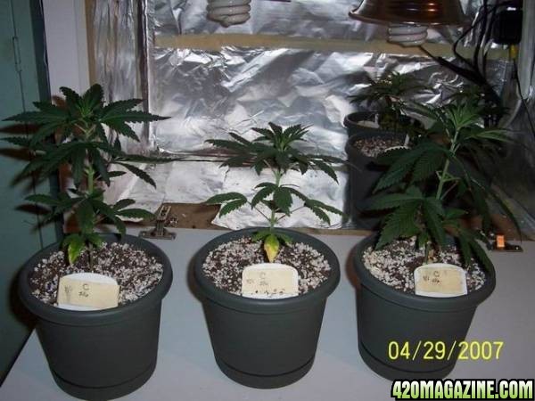 grow42907_009