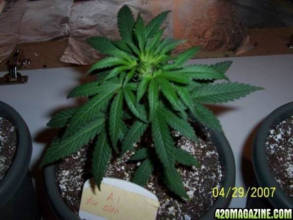 grow42907_011