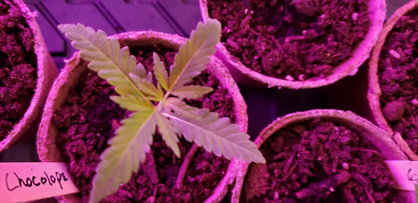 Grow4_04282021.jpg