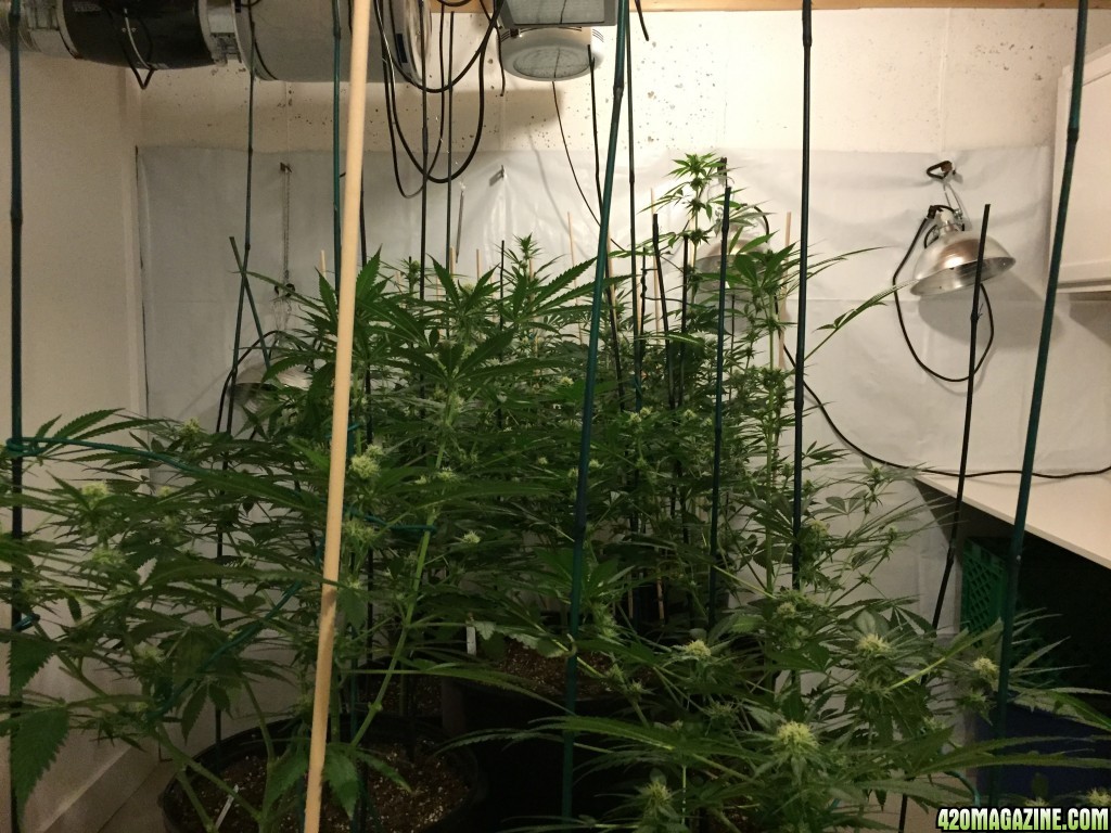 Grow_5_1:25:16_F_Day_28