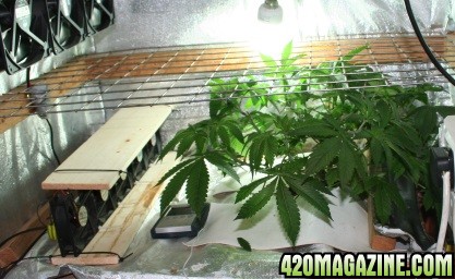 Grow_room27