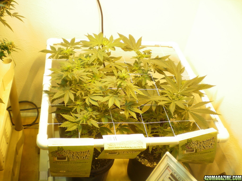 GROW_ROOM_0032