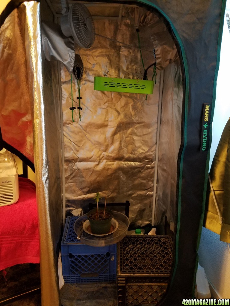 Grow_Tent_21