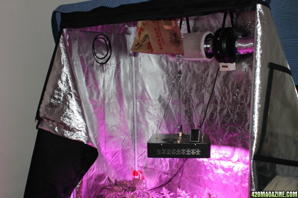 Grow_Tent_Dry