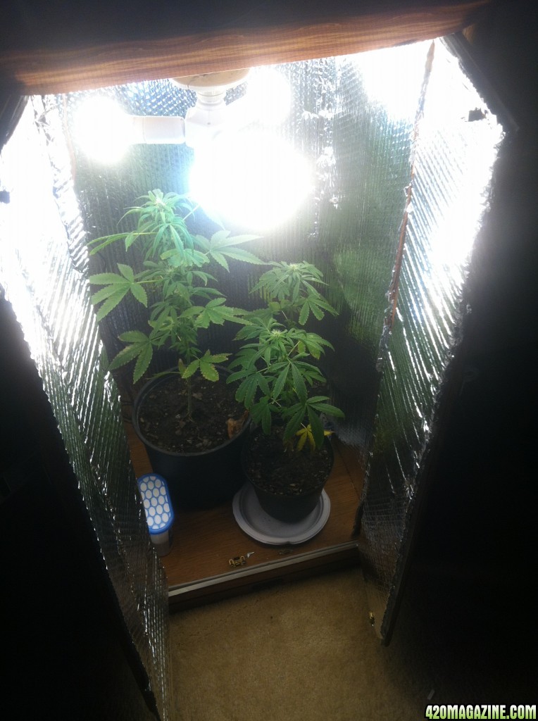 Growbox questions 3.5 x 1.8 x 1.4