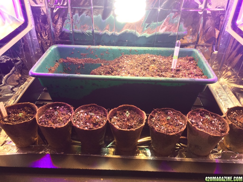 GrowBox_Growing