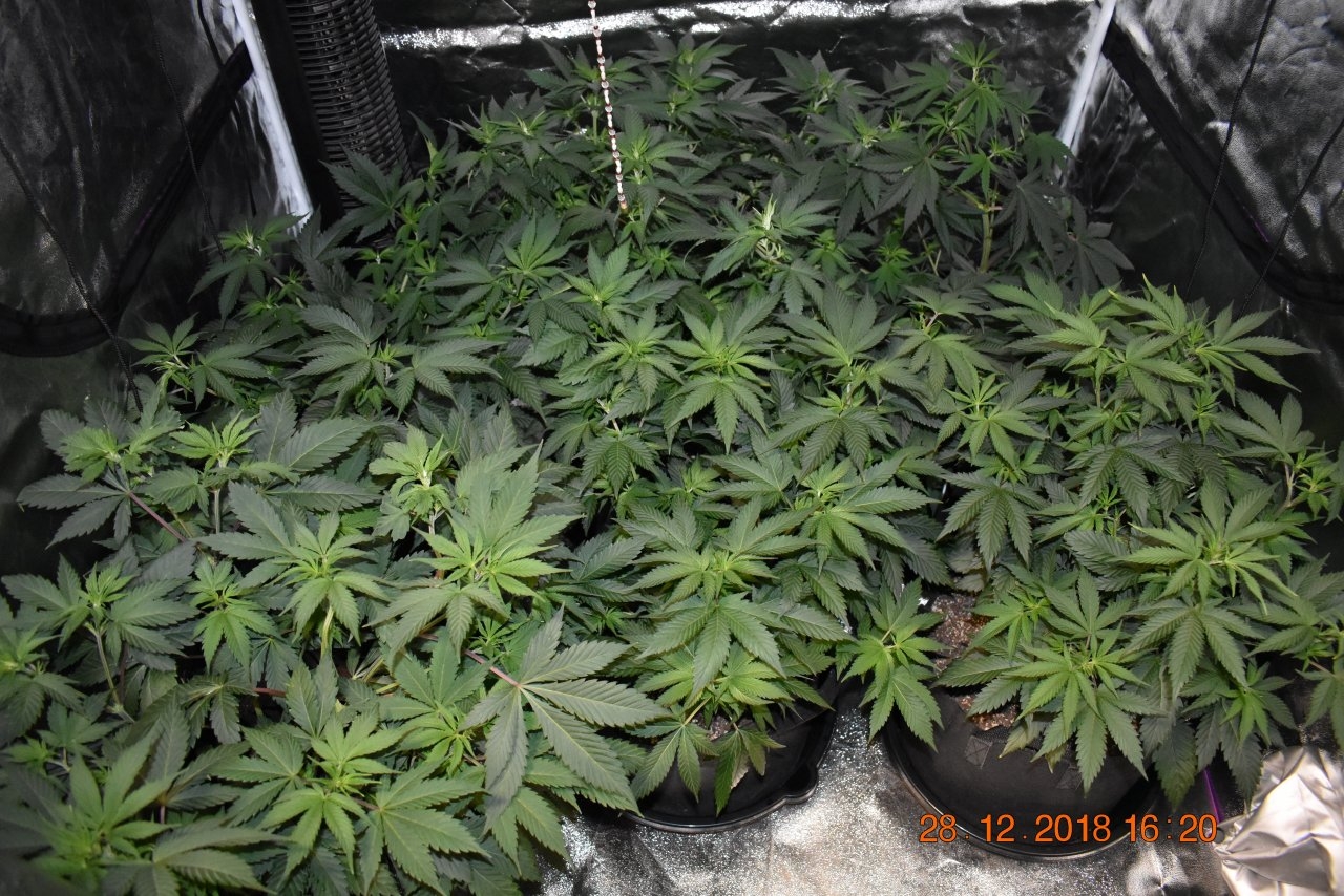 GrowGirl63DurbanPoison01.JPG