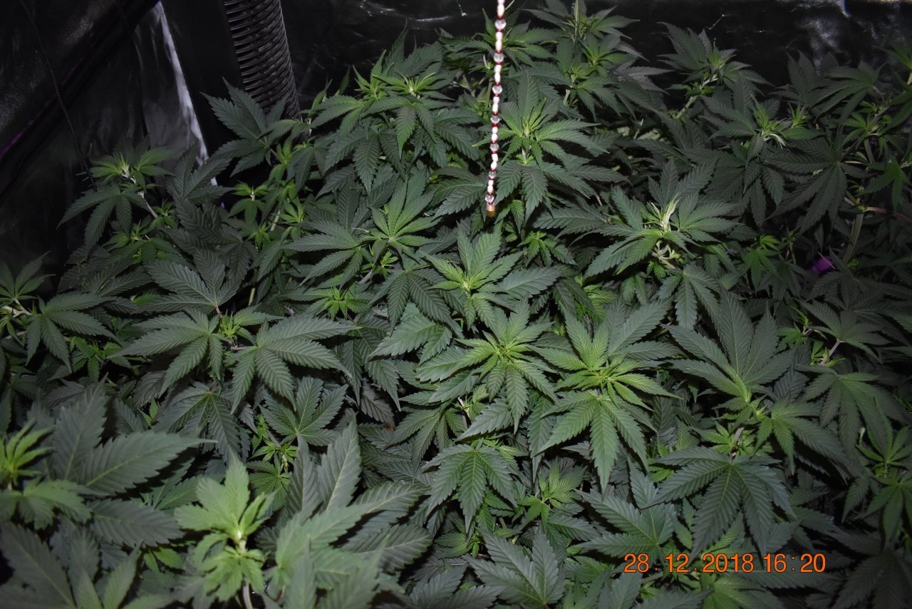 GrowGirl63DurbanPoison02.JPG