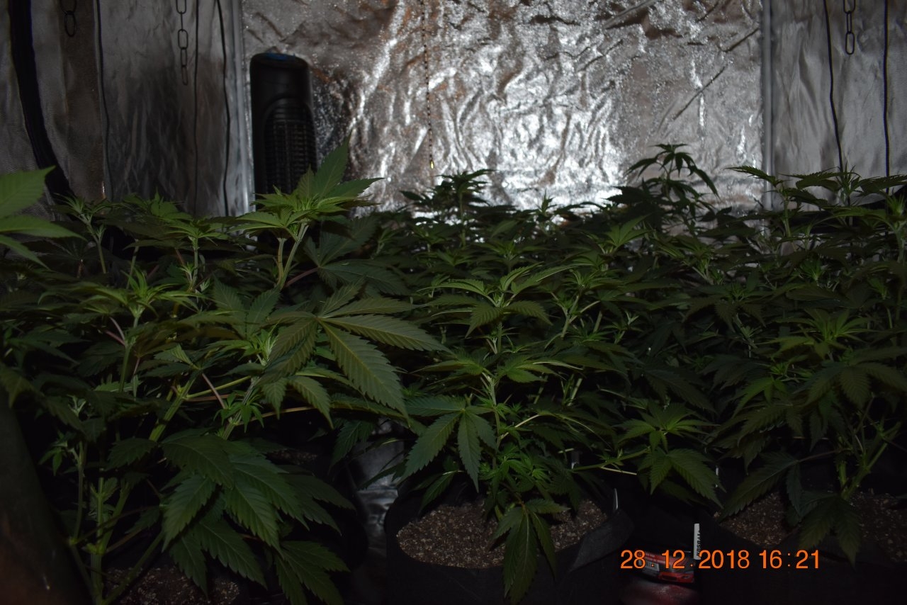 GrowGirl63DurbanPoison03.JPG