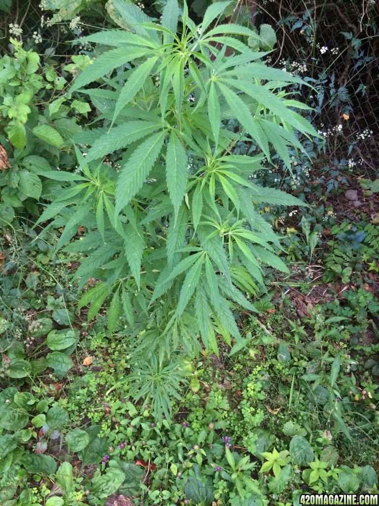 Growing Excellent Outside