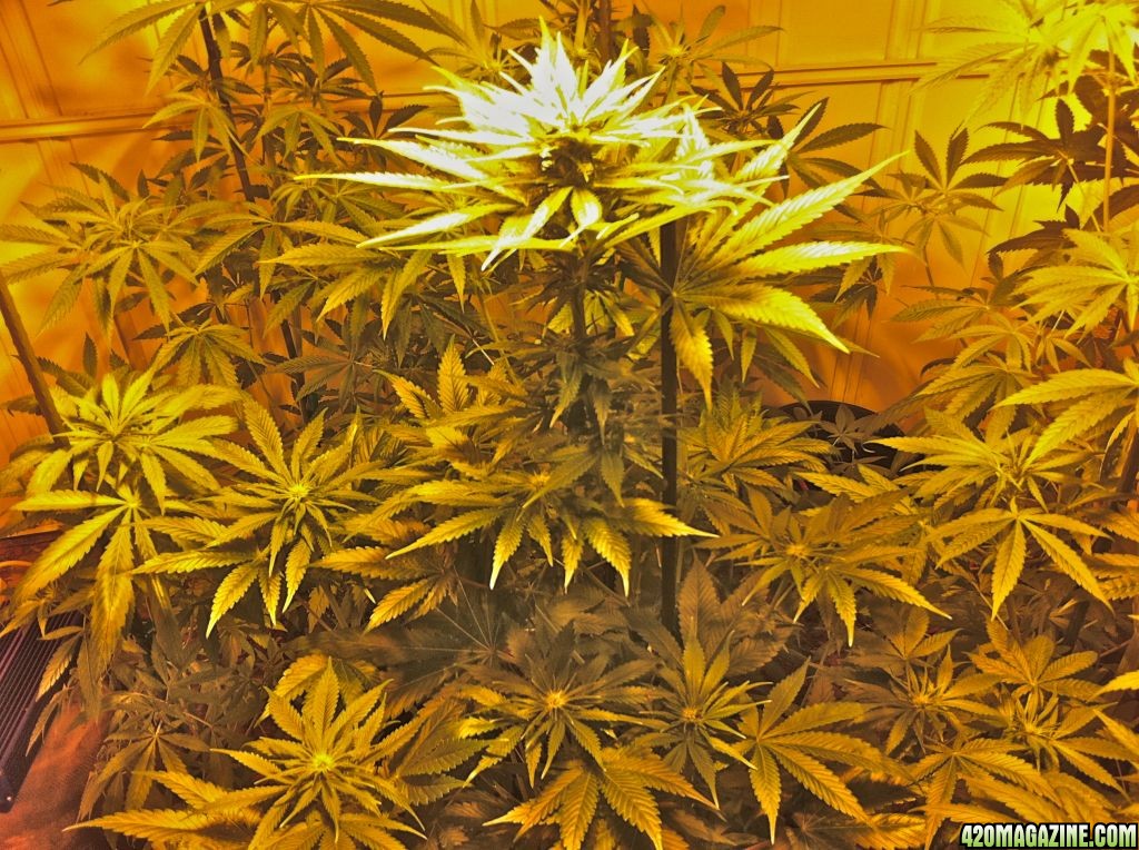 Growing Room 21 days into flower.