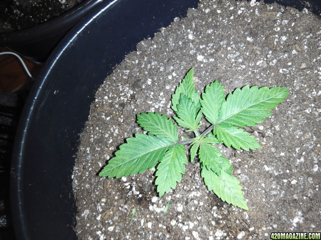 Growroom day 11