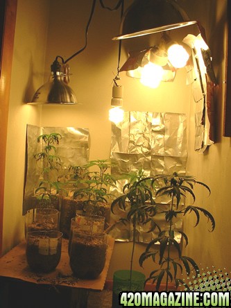 growroom