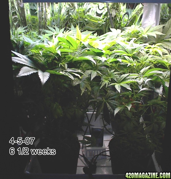 growroom_update_4-5-07