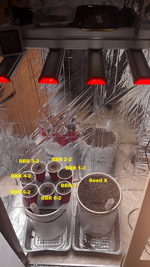 growspace Plant Map-03.jpg