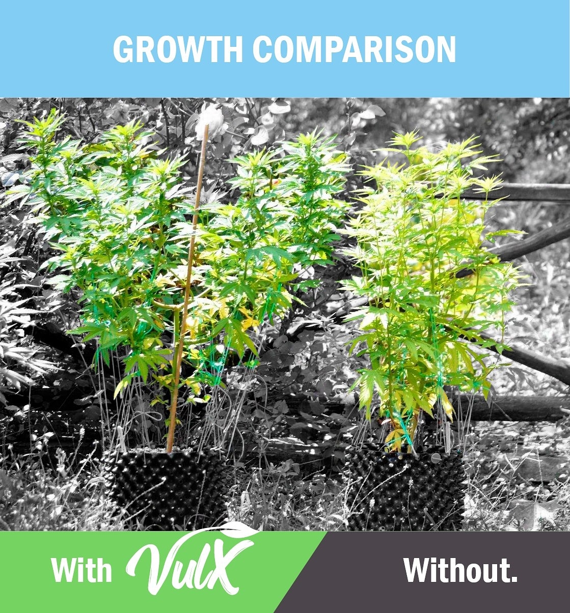 GrowthComparison