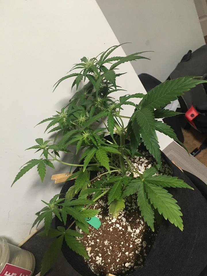 GSC#1 day 38 1.jpg