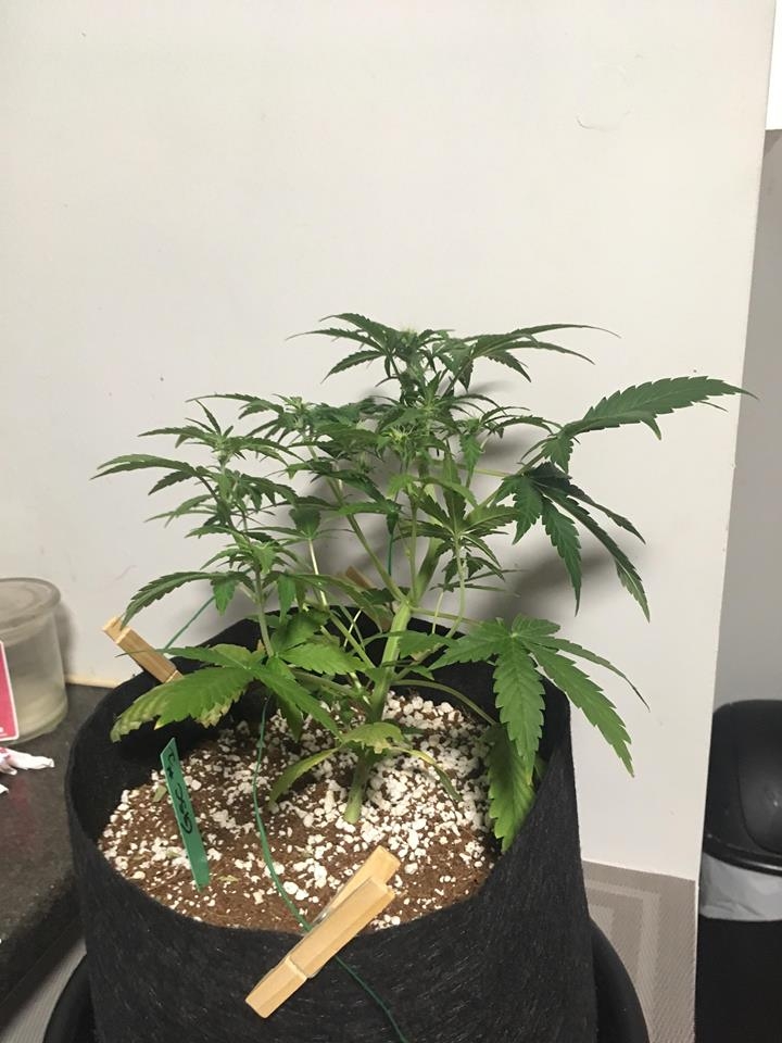 GSC#1 day 38 2.jpg