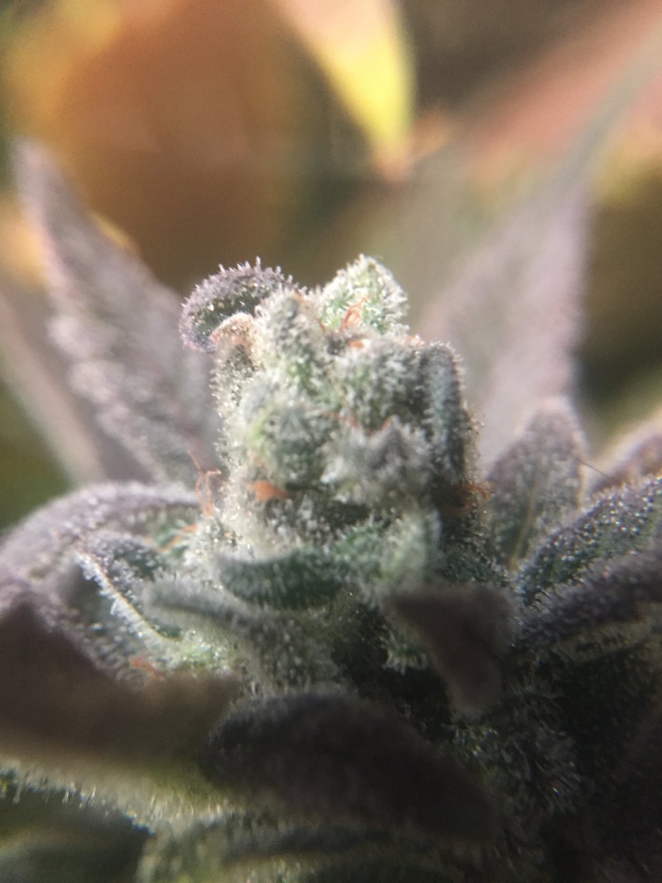 GSC #1 lower