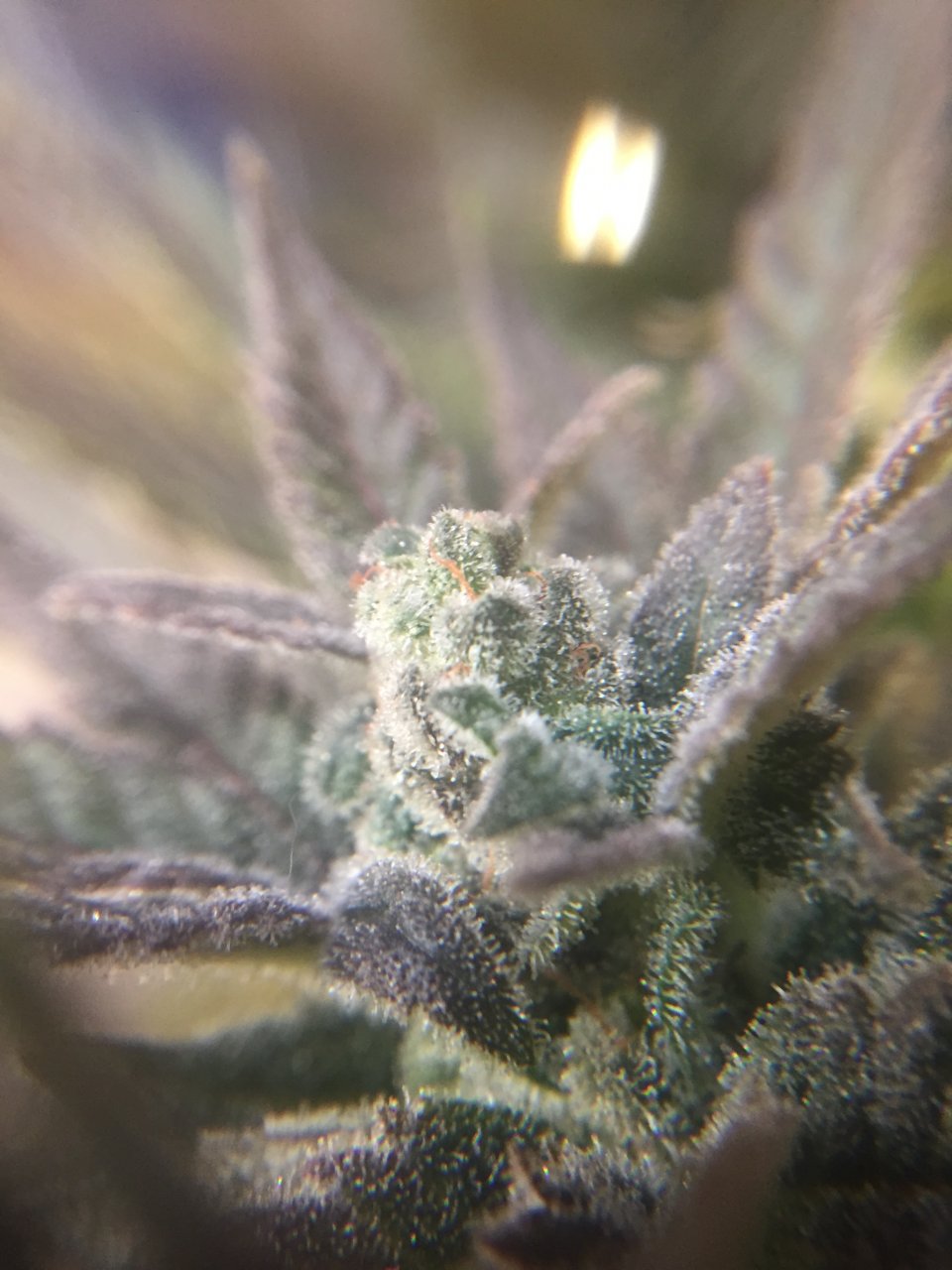 GSC #1 lower