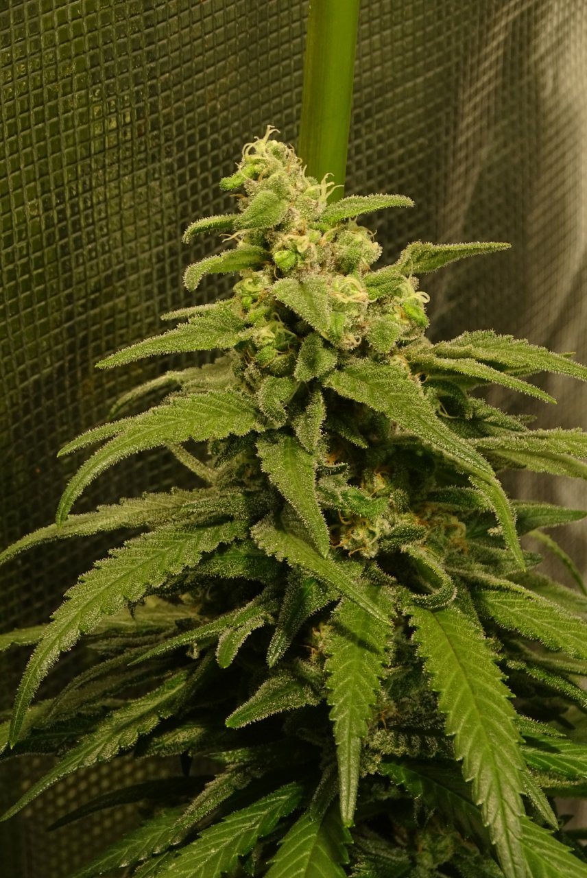 GSC #1