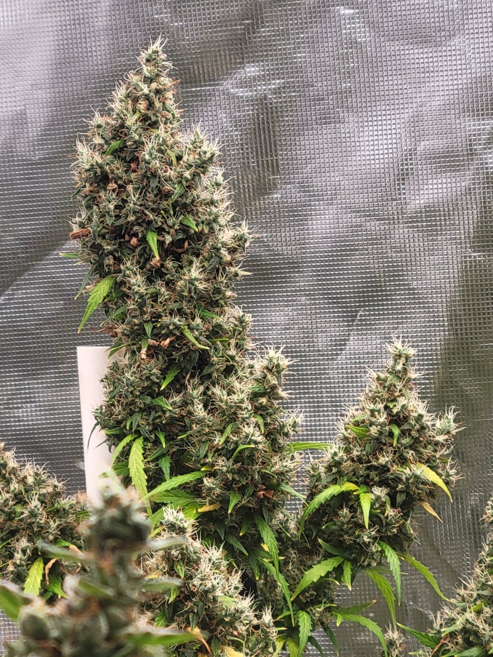 Gsc auto close to harvest