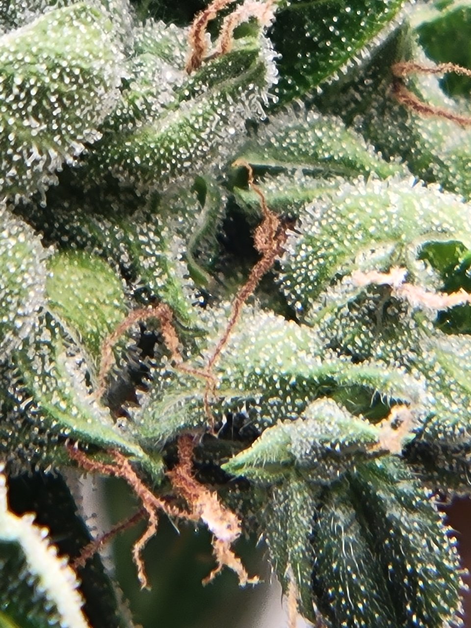 Gsc auto close to harvest