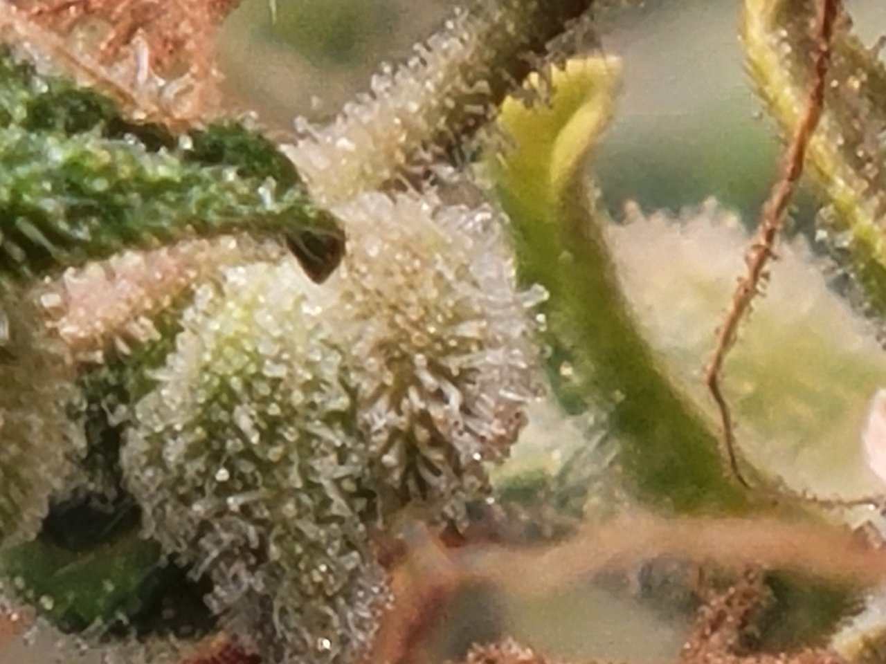 Gsc auto foxtailing trichomes