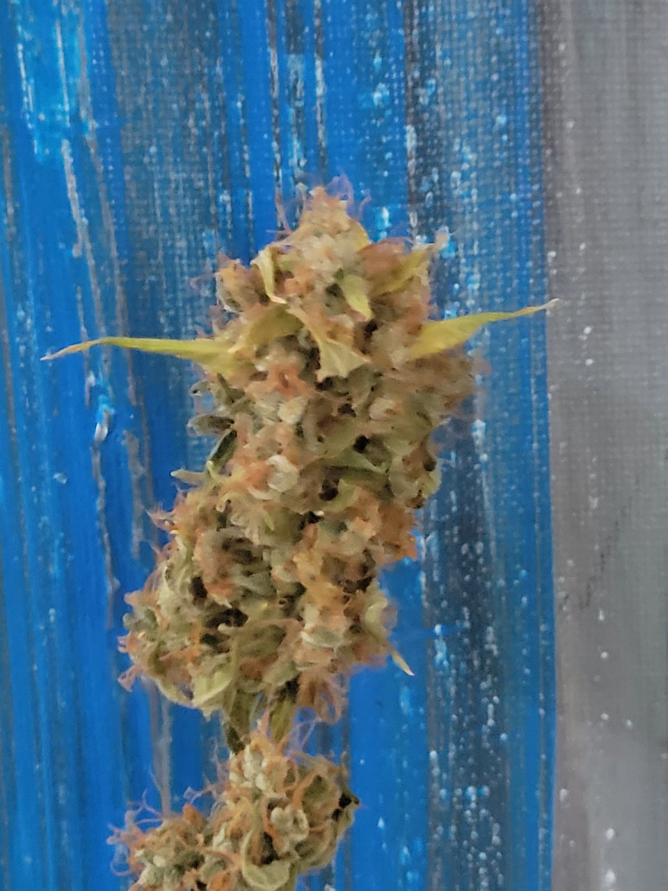 Gsc auto harvest