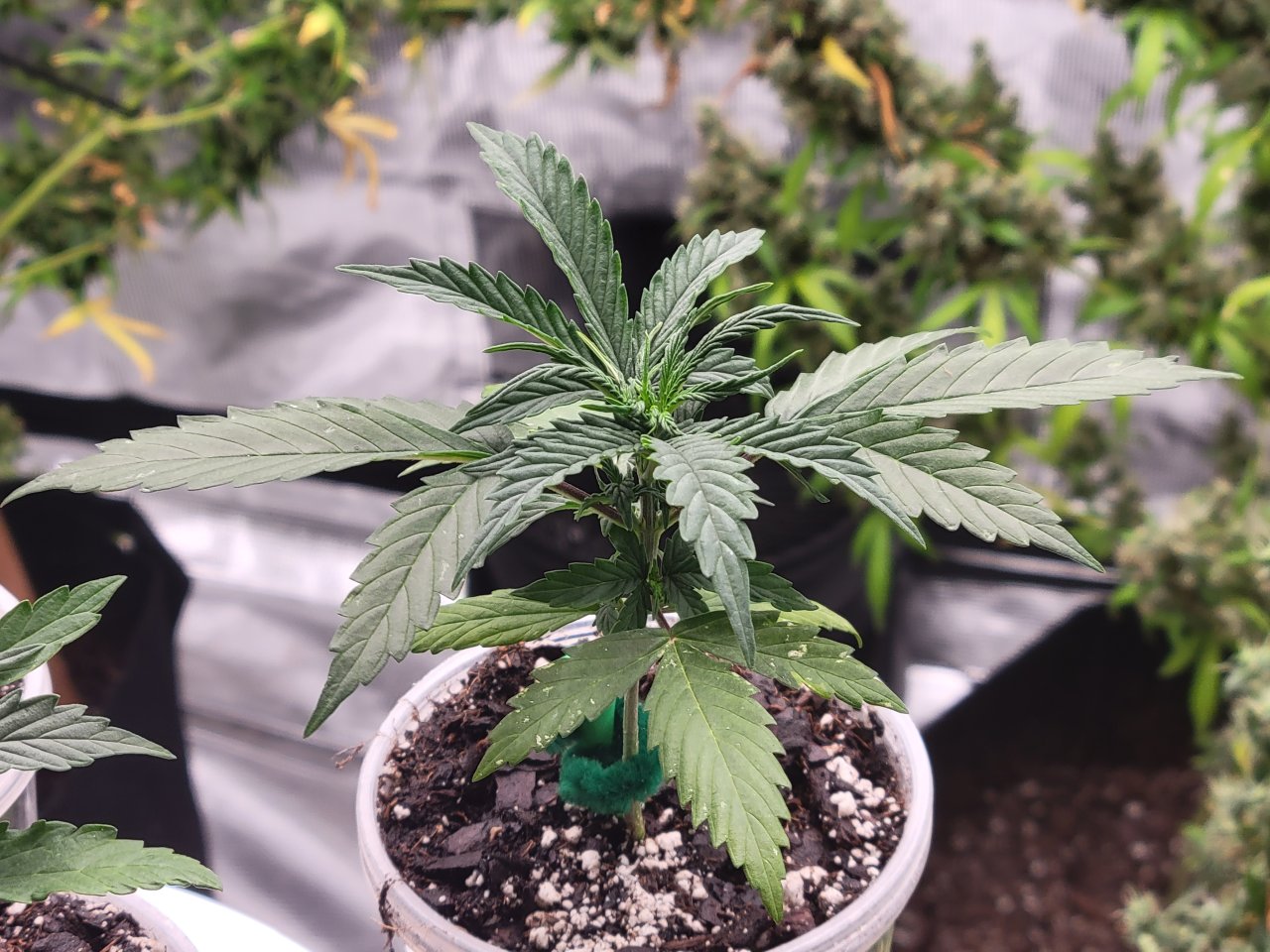 GSC Auto Seedling