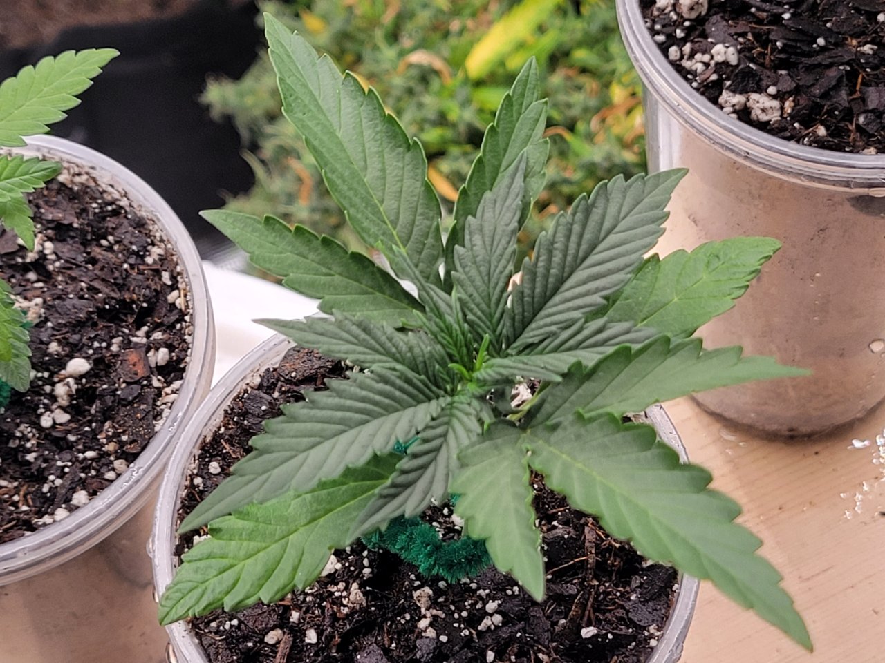 GSC Auto Seedling